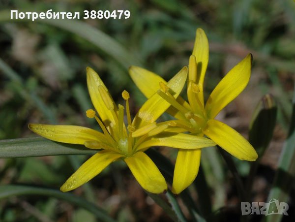 луковици на жълт зефирантес, снимка 1