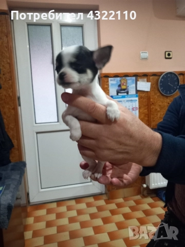 Чихуахуа , снимка 3 - Чихуахуа - 52432620