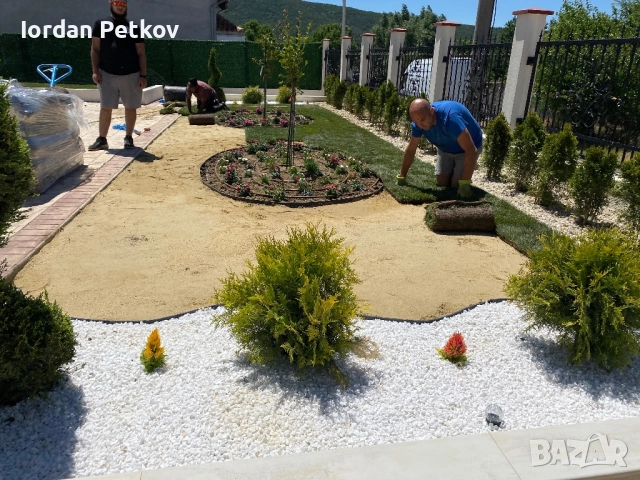 Тревен чим , снимка 5 - Градински цветя и растения - 51528828