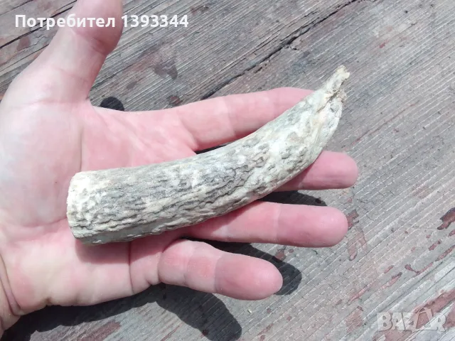 Рог от елен, снимка 4 - Антикварни и старинни предмети - 50409706