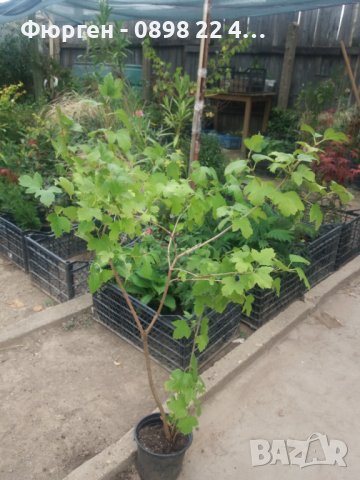 калина - червена  и жълта (viburnum opulus)  , снимка 6 - Разсади - 38210188