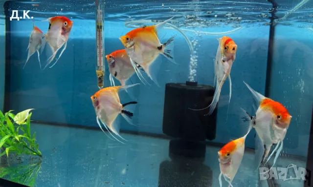 Декоративни риби, снимка 4 - Рибки - 30121026