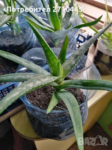 Лечебно Алое Вера, снимка 7 - Стайни растения - 37624538