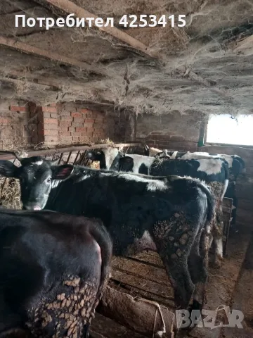Продавам телета угоени , снимка 2 - Крави - 56452042