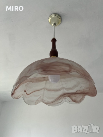 Полилей внос от Холандия, снимка 3 - Полилеи - 52500764