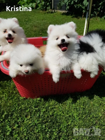 Померан померани свободни !