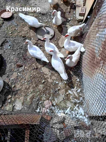 Продавам кокошки, петли породисти, неми патици., снимка 4 - Патици и гъски - 48682860