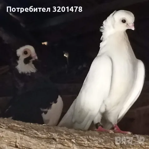 Продавам пернишки гълъби, снимка 3 - Гълъби - 55888058