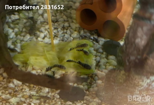 Продавам анциструси (Ancistrus sp.) – домашно отгледани