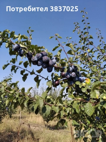 Продавам овощна градина, снимка 6 - Земеделска земя - 53276425