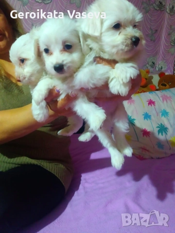 мини малтийски болонки, снимка 3 - Болонка - 53255121