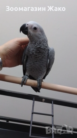 Папагал Кралско Жако, снимка 7 - Папагали - 52519882