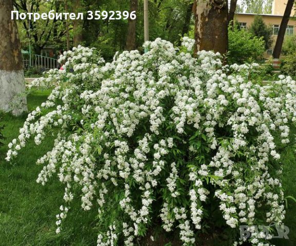 Комплект от 3 спиреи за 10 лева, снимка 1