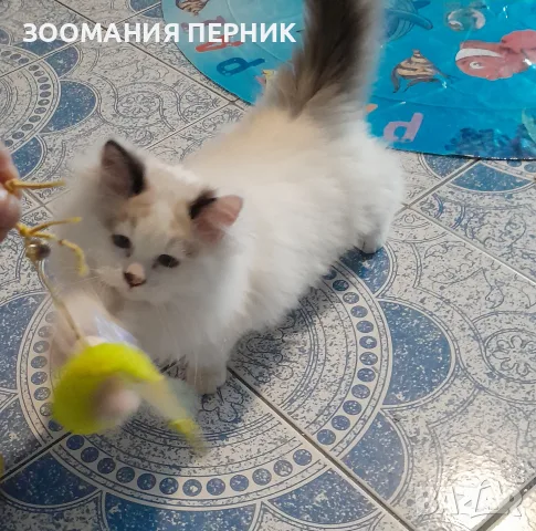 коте Регдол на 3месеца момче