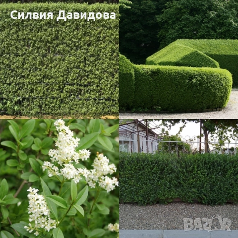 Лигуструм в работни саксии