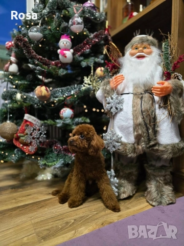 Продавам пудел той , снимка 4 - Пудели - 52649817