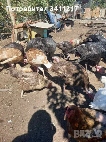 продавам пуйки,патици,кокошки, снимка 3 - Кокошки и пуйки - 55876687
