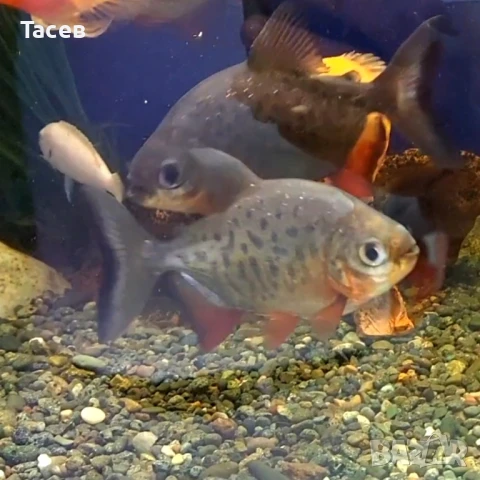 Паку пирани 7-8св