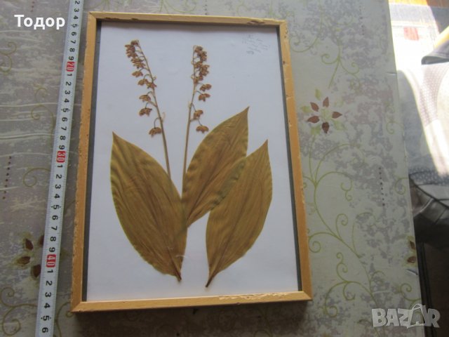 Стара картина Хербарий