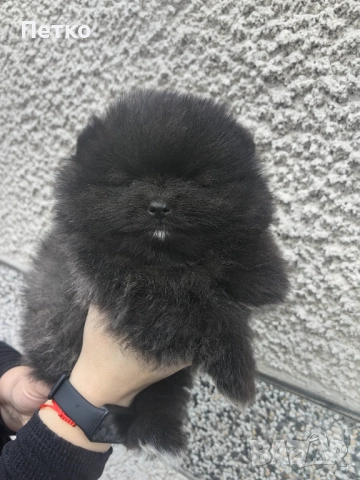 Мини померан, снимка 7 - Померан - 52920857