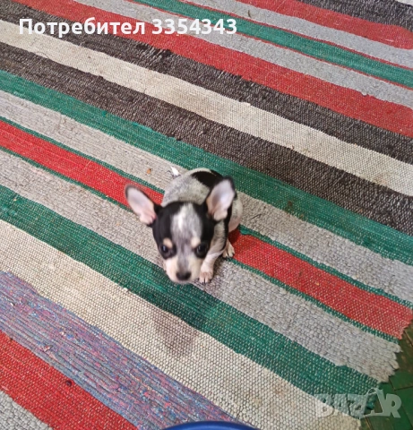 Чихуахуа с паспорт и вакини две, снимка 5 - Чихуахуа - 53114756