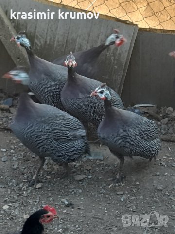 оплодени яйца от токачки , снимка 1