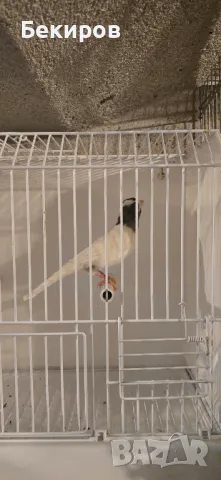 продавам канари , снимка 12 - Канари - 48365197