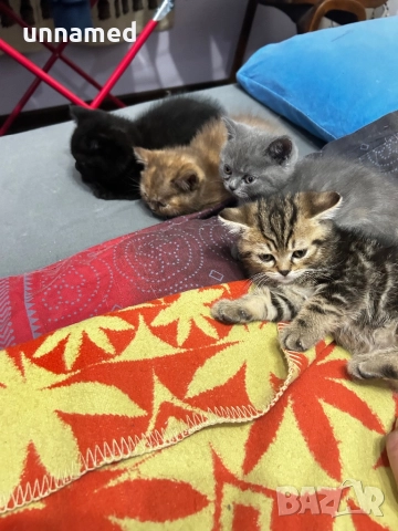 Британска късокосместа