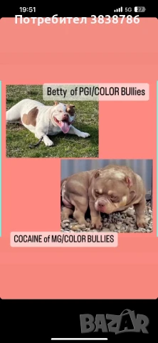 Американско були покет , снимка 4 - Други - 50833253