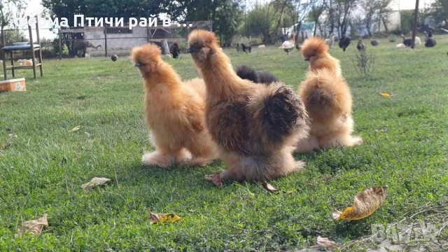 петлета американска копринка, снимка 2 - Кокошки и пуйки - 51691092