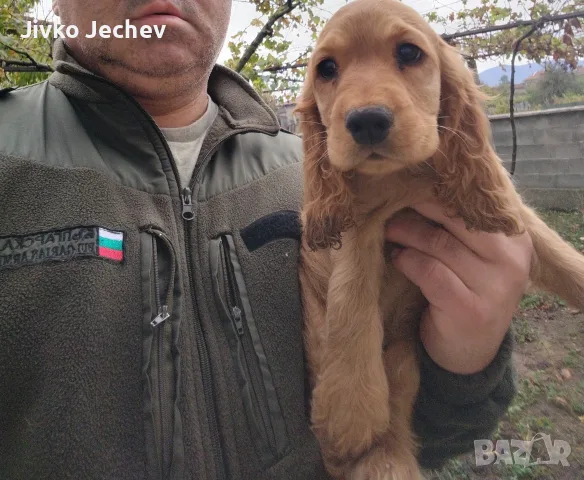 Кокер Шпаньол,, , снимка 3 - Кокер шпаньол - 56493038