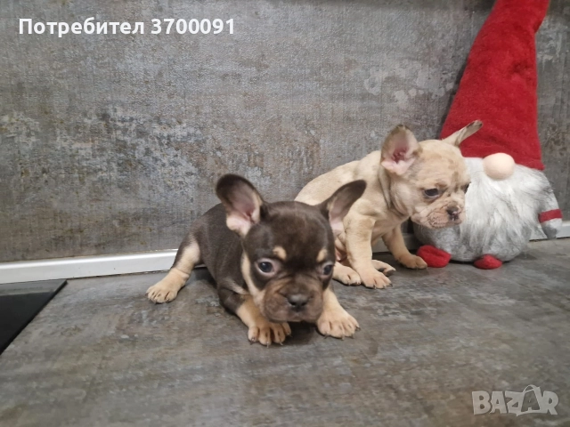 френски булдог/ булдочета, снимка 13 - Френски булдог - 52681586