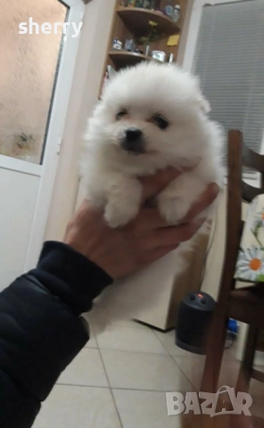 Померан , снимка 4 - Померан - 54233453