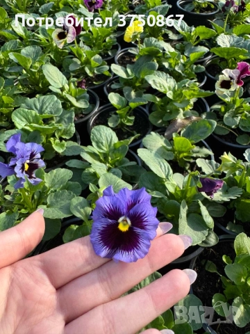 💞☀️🌿 Къдрави теменужки - Frizzle Sizzle, снимка 10 - Градински цветя и растения - 52084793