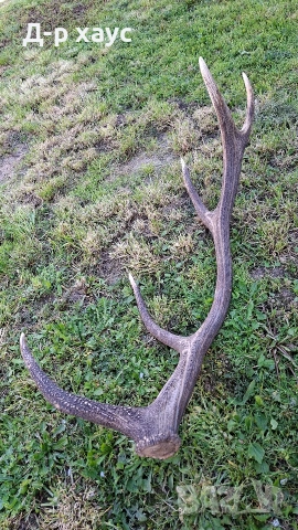 Еленски рог единичен 100см, снимка 6 - Декорация за дома - 54304391