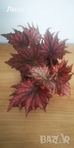 Бегония рекс(Begonia Rex Bewitched Red/Black) , снимка 1