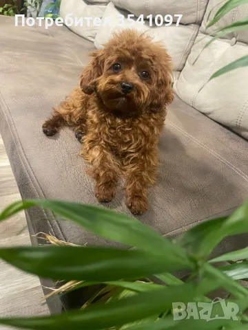 Той Пудел за разплод , снимка 3 - Пудели - 48428851