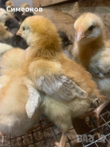 Пилета Старозагорска Кръстоска , снимка 1