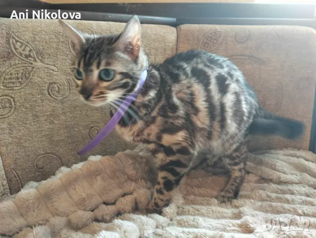 Бенгалска котка, снимка 11 - Бенгалски - 50322283