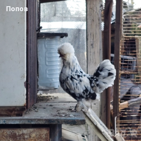 Продавам джинки, снимка 11 - други­ - 52724814