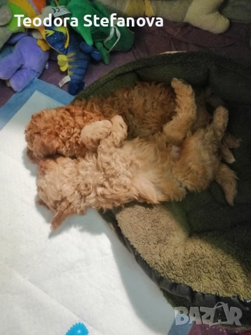 Мини пудели , снимка 5 - Пудели - 52589135
