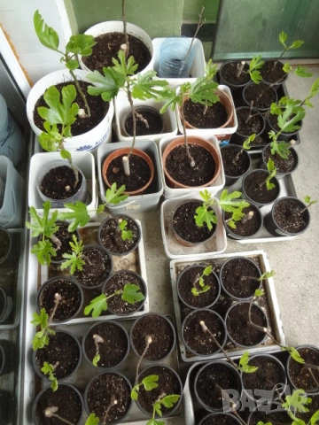 Смокини - 2 сорта - Блек Мишън и Брънсуик, снимка 2 - Разсади - 54092194