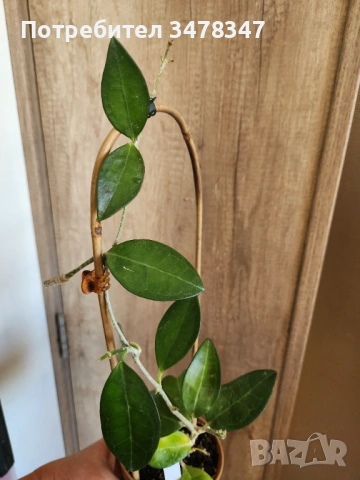 Хоя Elliptica Philippines, снимка 2 - Стайни растения - 54339145