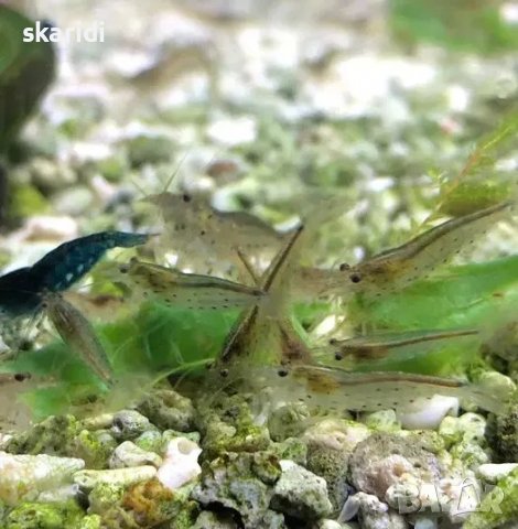 Аманови скариди собствено производство, снимка 4 - Рибки - 39301806