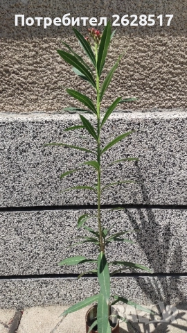 Бял и розов олеандър зокум височина 60 сантиметра, снимка 3 - Стайни растения - 51524471