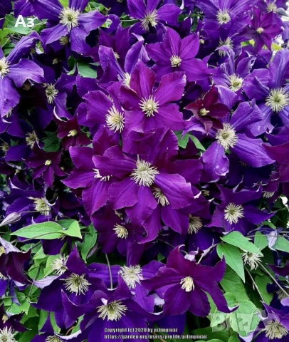 Продавам семена на Клематис - тъмно син и розов, български сорт, снимка 2 - Сортови семена и луковици - 50887014