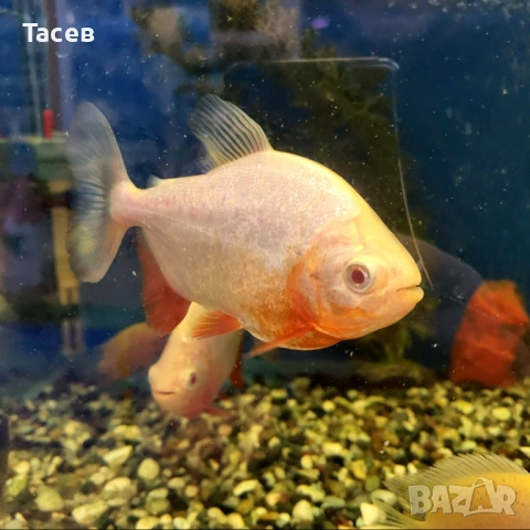 Пирани паку албино4-5см