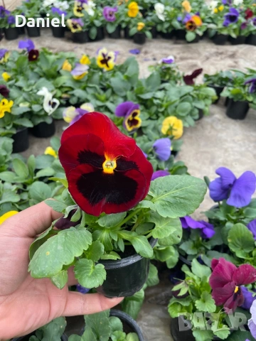 Теменужки и парички, снимка 7 - Градински цветя и растения - 53939781