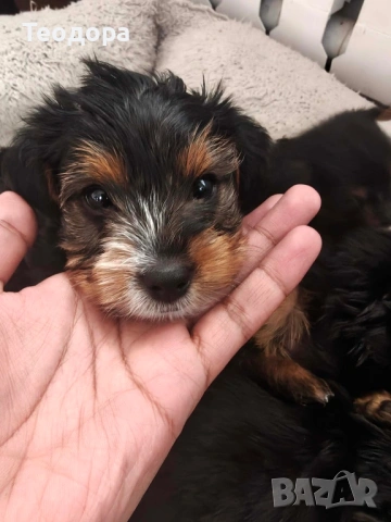 Йорки Ръсел