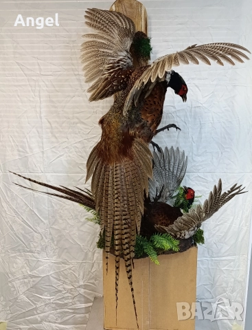 препарирани животни фазани и лисица , снимка 8 - Други стоки за дома - 52719535